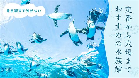 水族館 デート 東京|【東京観光で外せない】定番から穴場までおすすめの水族館9選.